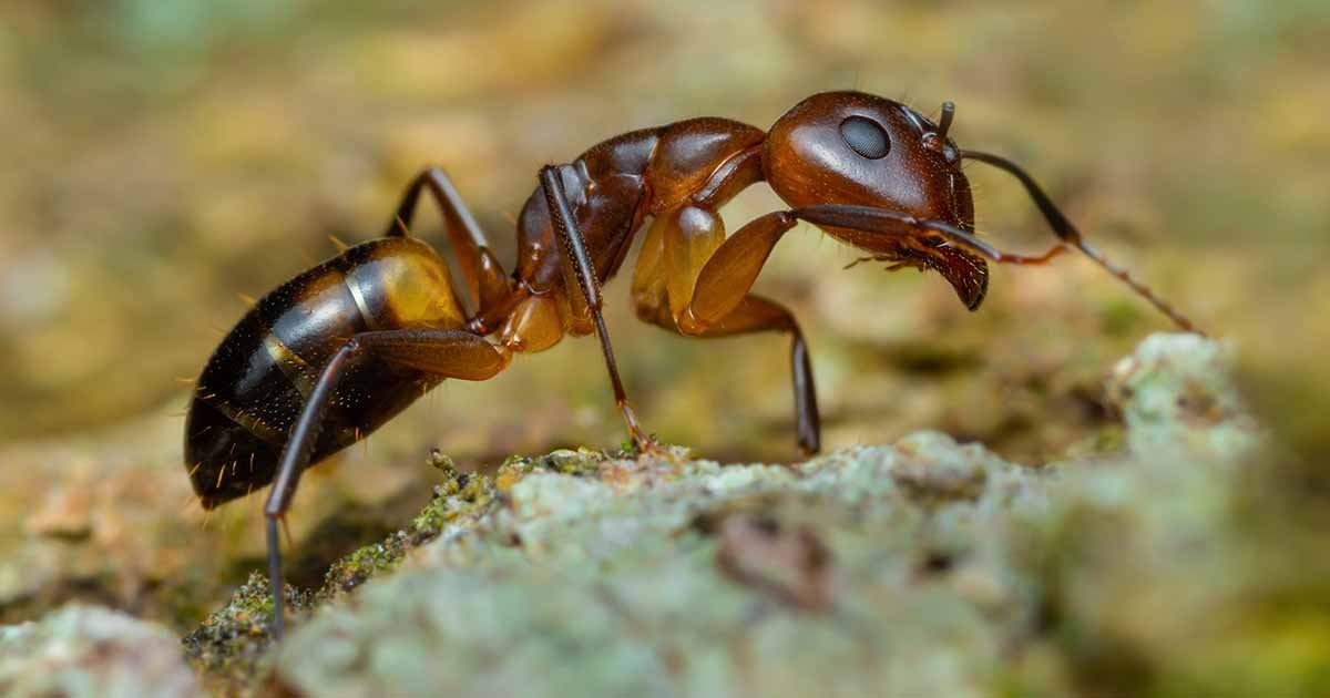 ant control services