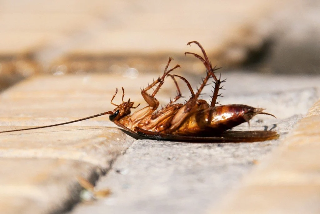 Cockroach-featured