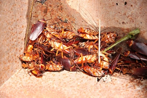 cockroach-control-tips
