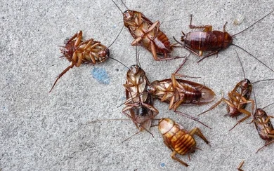 close-cockroach-260nw-183834359